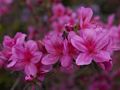 Rhododendron Rosa Seamling Azalia